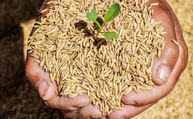 تامین مالی جهت خرید اقساطی بذر برنج