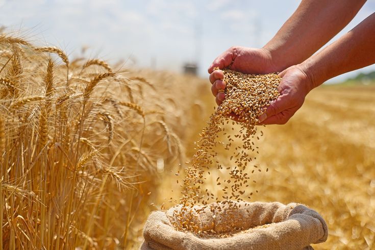 تامین سرمایه در گردش جهت خرید بذر گندم